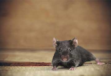 How To Spot A Rat Infestation In Your Attic | Attic Cleaning San Pablo, CA