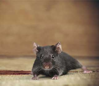 Spot A Rat Infestation In Your Attic | Attic Cleaning San Pablo, CA